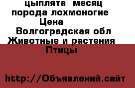 цыплята 1месяц, порода лохмоногие. › Цена ­ 200 - Волгоградская обл. Животные и растения » Птицы   